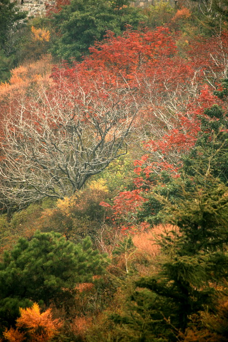 泰山红叶