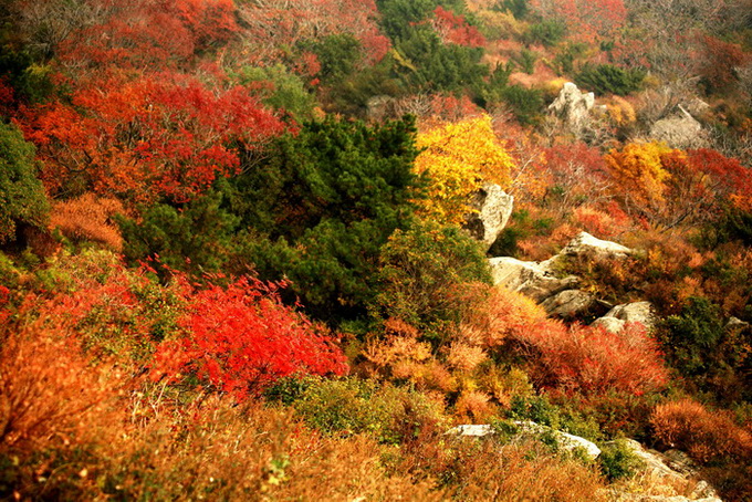 泰山红叶
