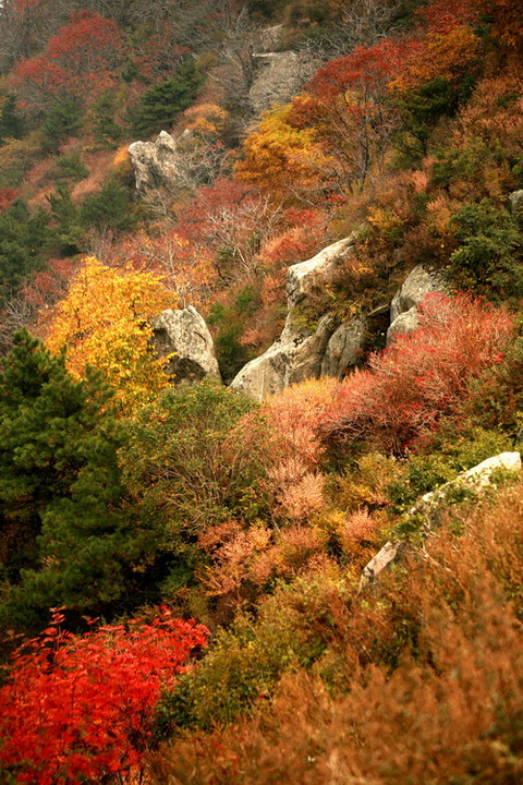 泰山红叶
