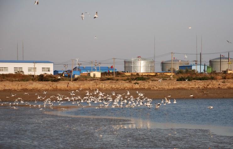 美丽的辽河油田