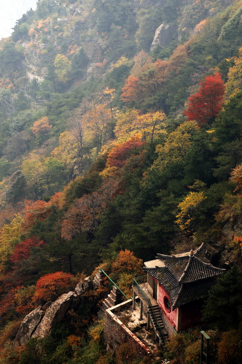 泰山红叶