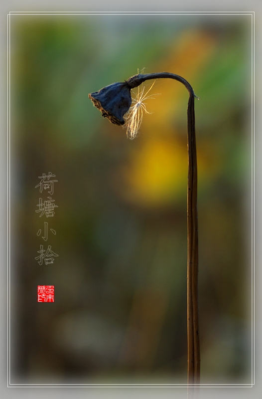 荷塘秋拾（二）