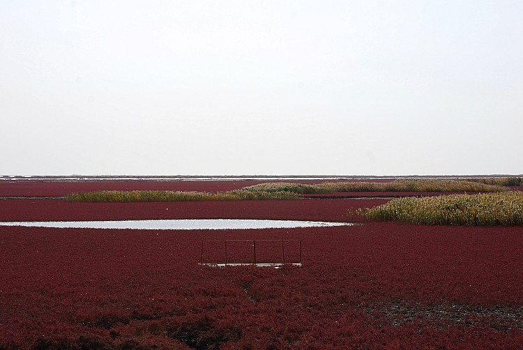 油田苇海
