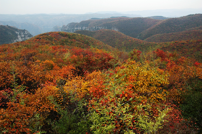 靳家岭红叶