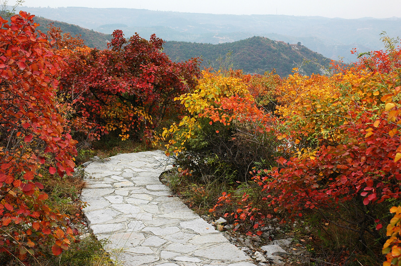 靳家岭红叶