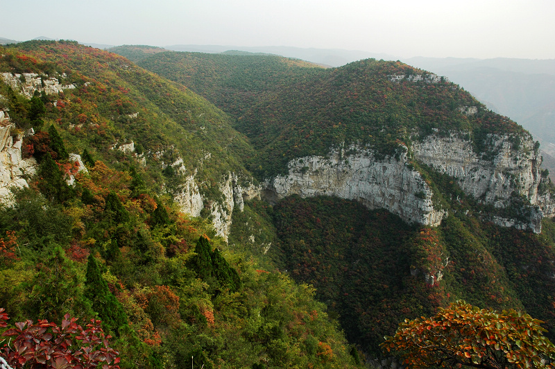 靳家岭红叶