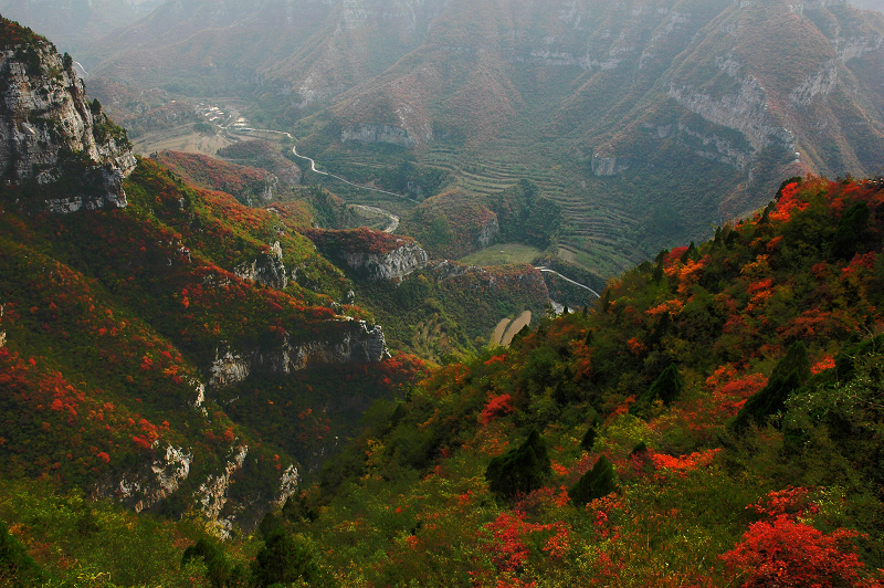 靳家岭红叶