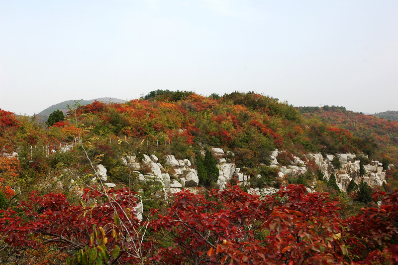 靳家岭红叶