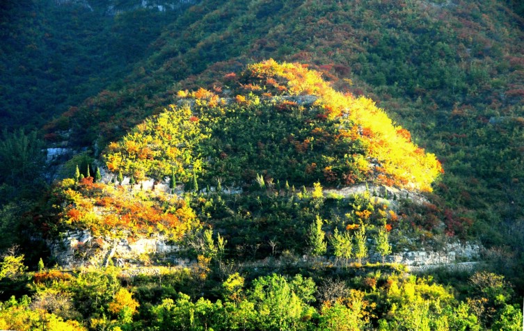 靳家岭红叶
