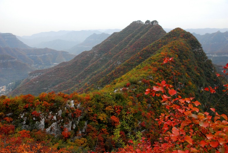 靳家岭红叶
