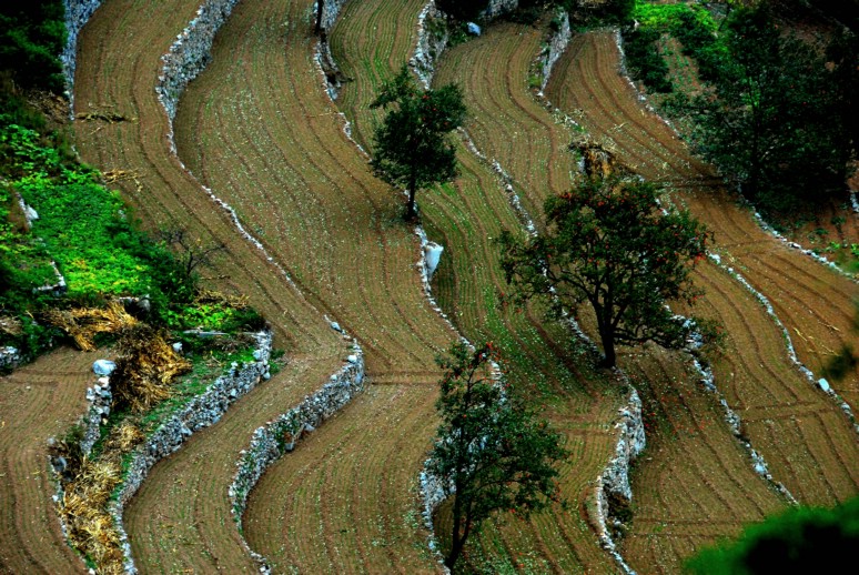 靳家岭红叶