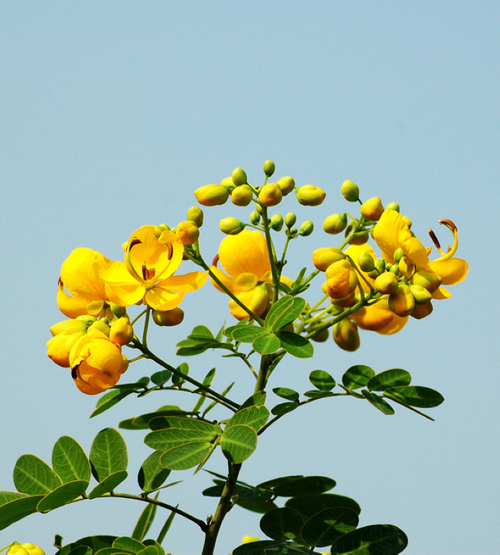 黄花