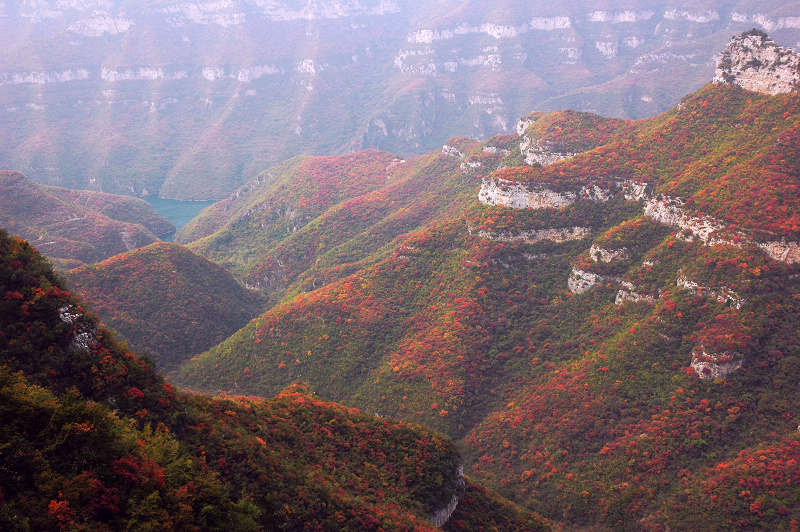 满山红叶