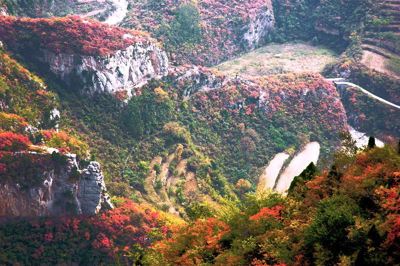 满山红叶