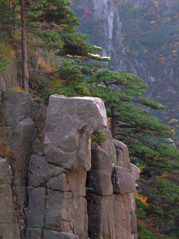 登黄山随拍