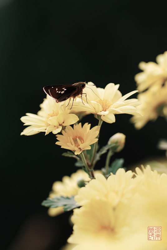 戚城秋菊