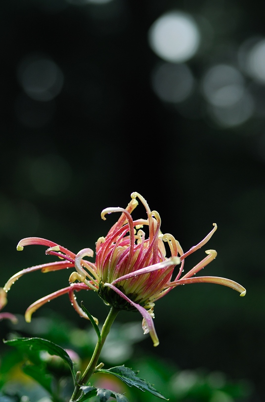 戚城秋菊