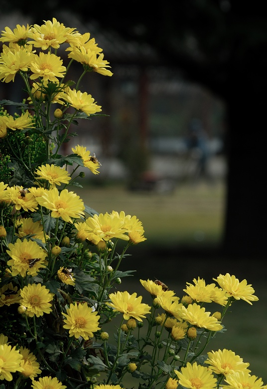 戚城秋菊