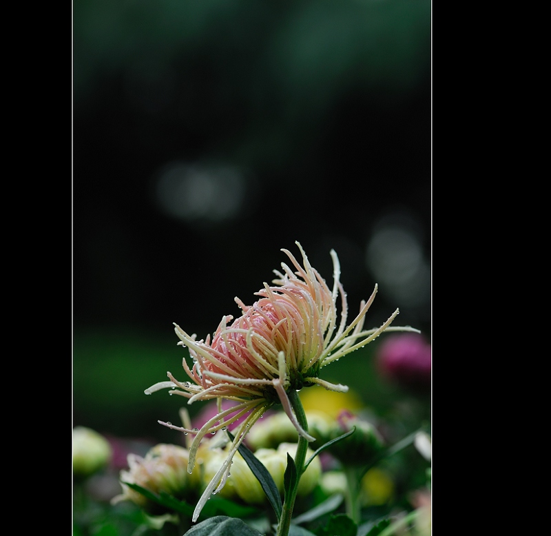 戚城秋菊