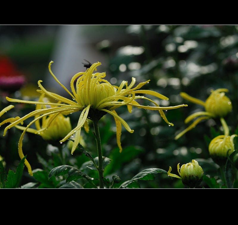 戚城秋菊