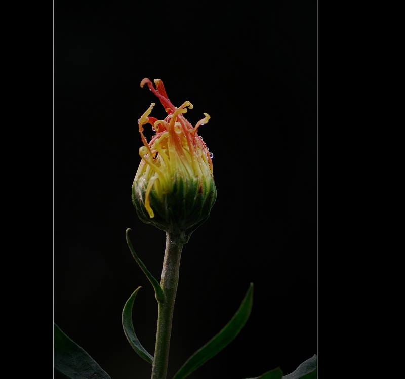 戚城秋菊