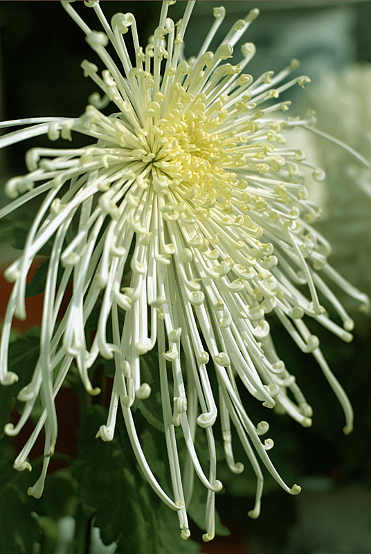 菊