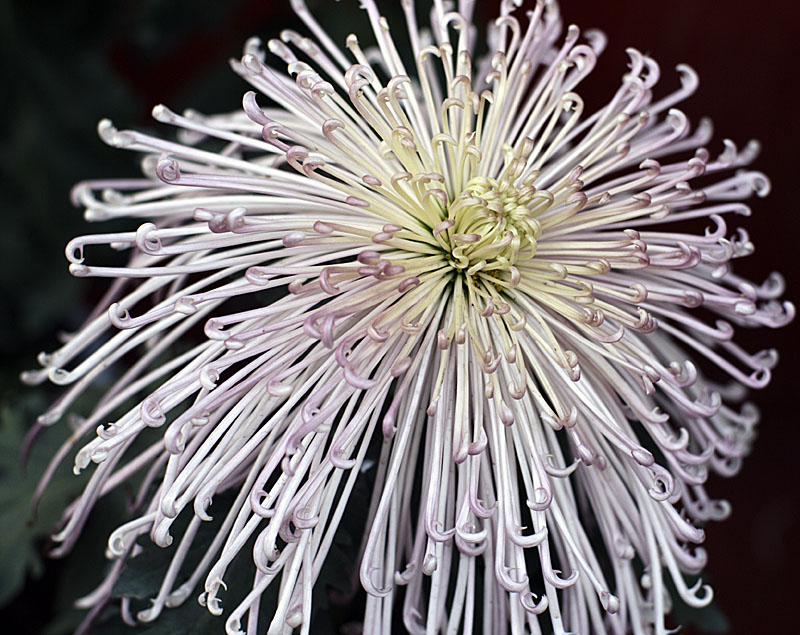 菊
