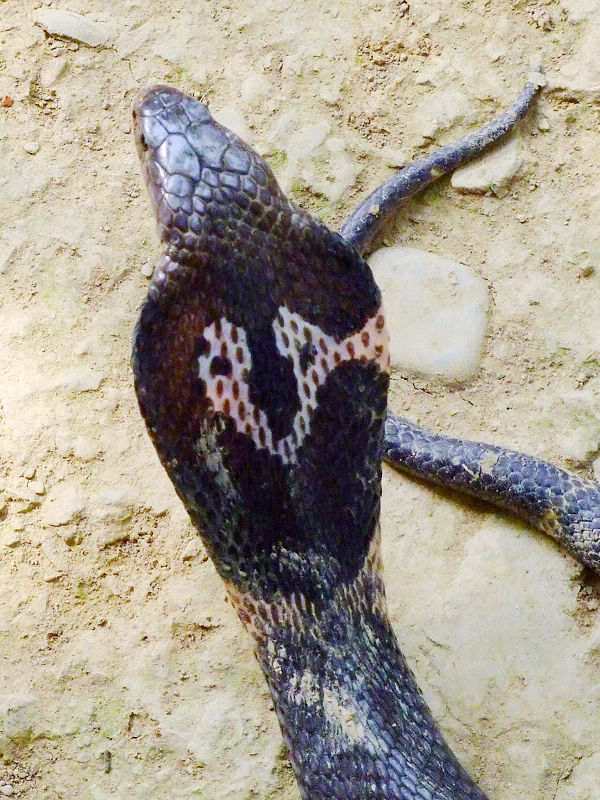 拍眼镜蛇