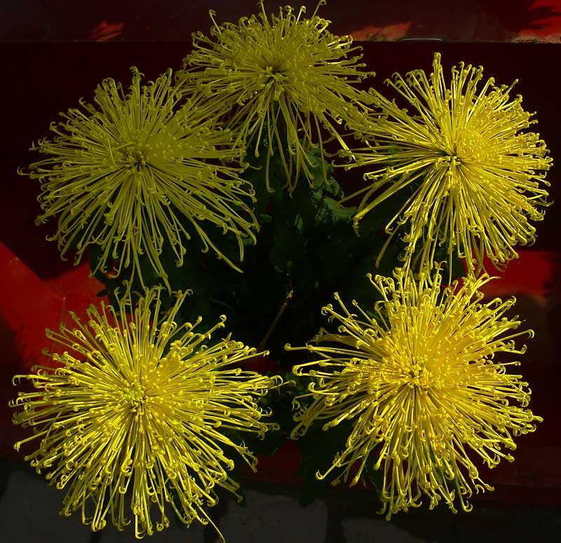 菊