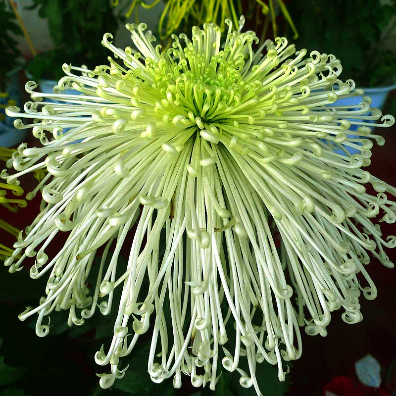 菊
