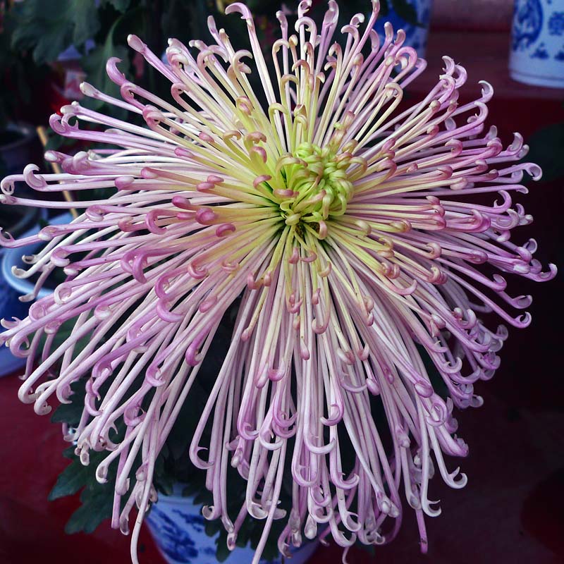 菊