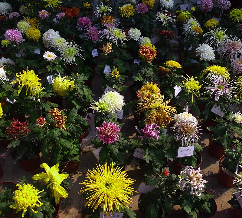 菊