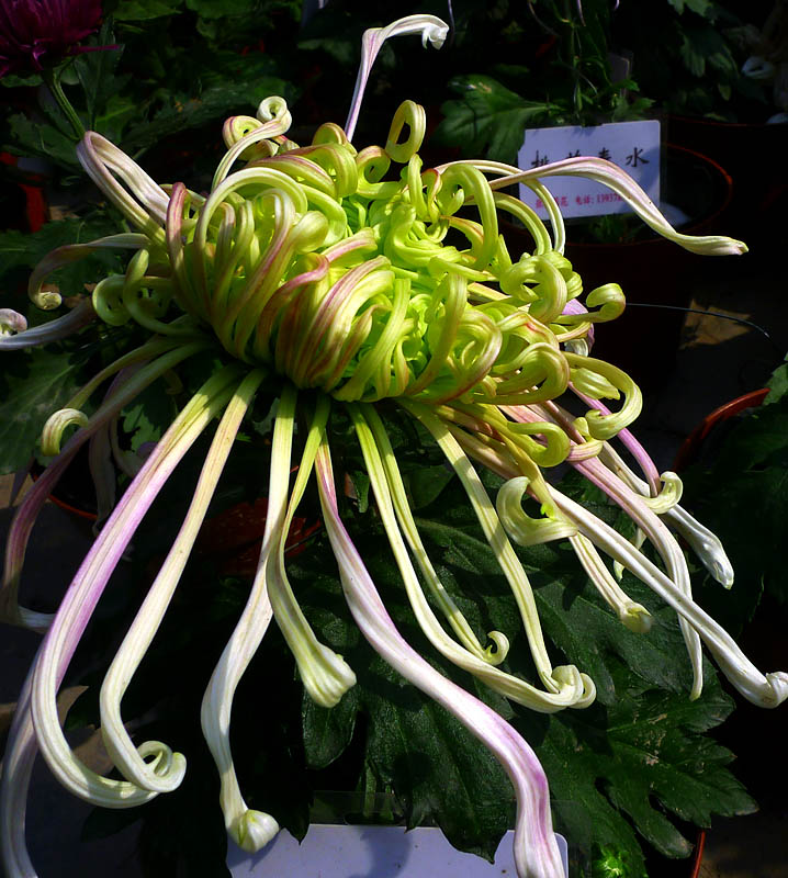 菊