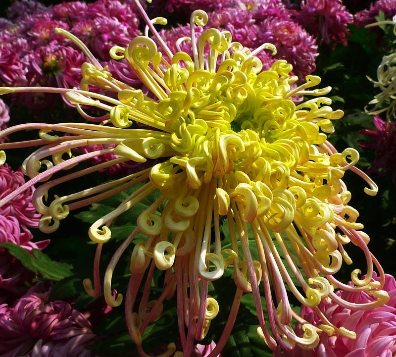 菊