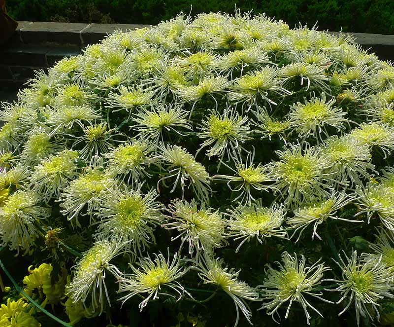 菊