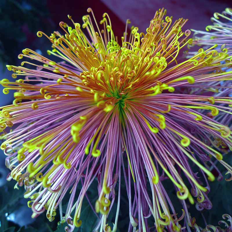 菊