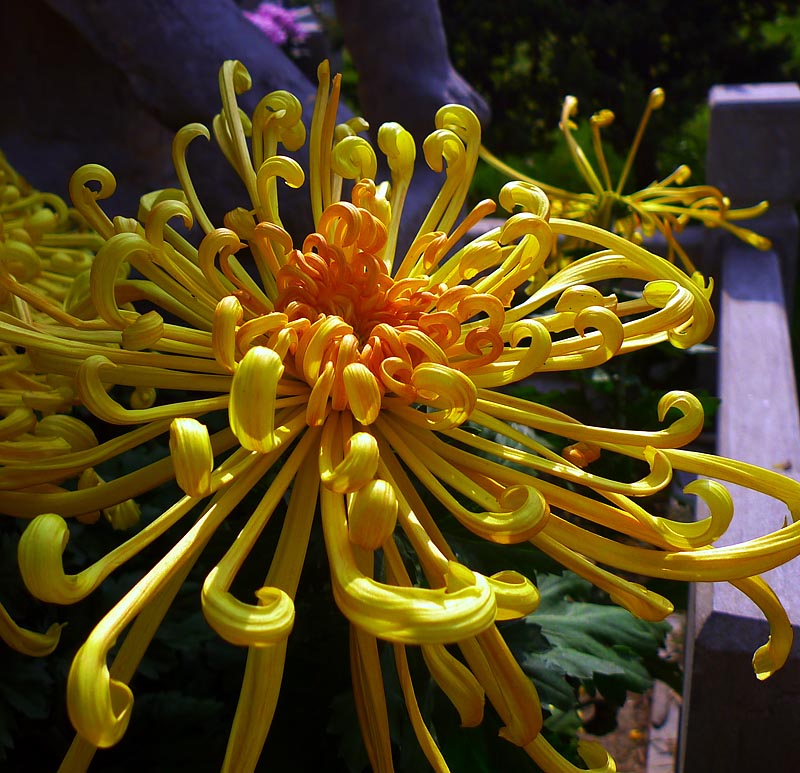 菊