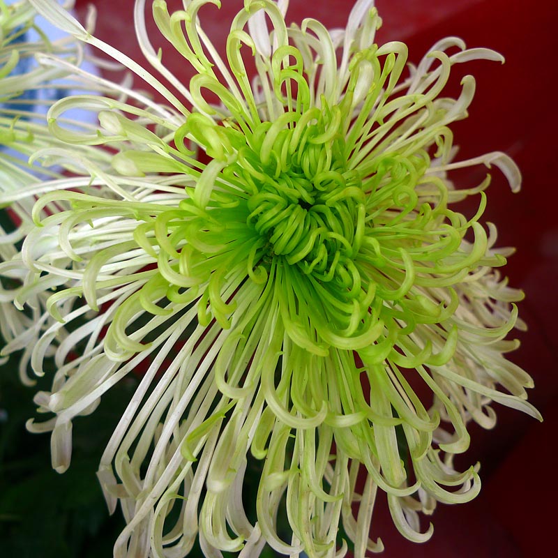 菊