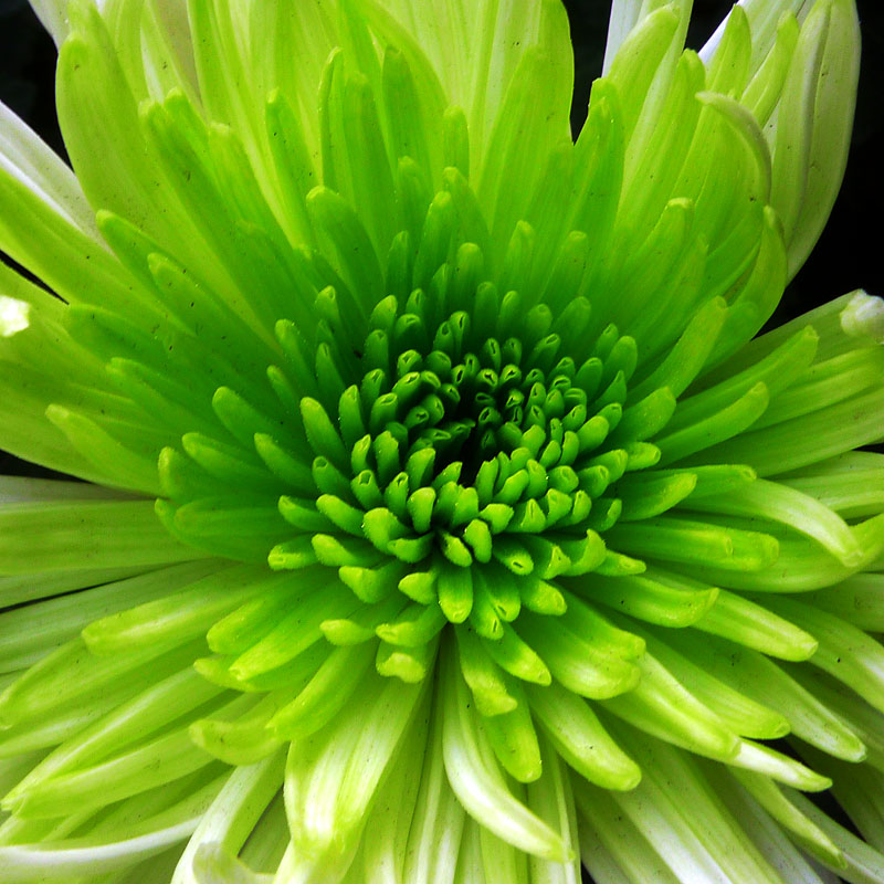 菊