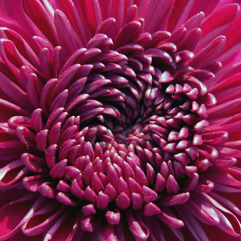 菊