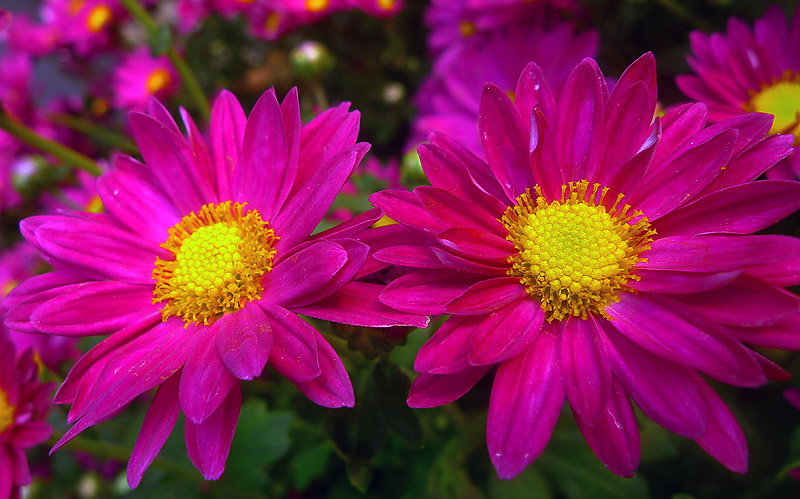 小花草