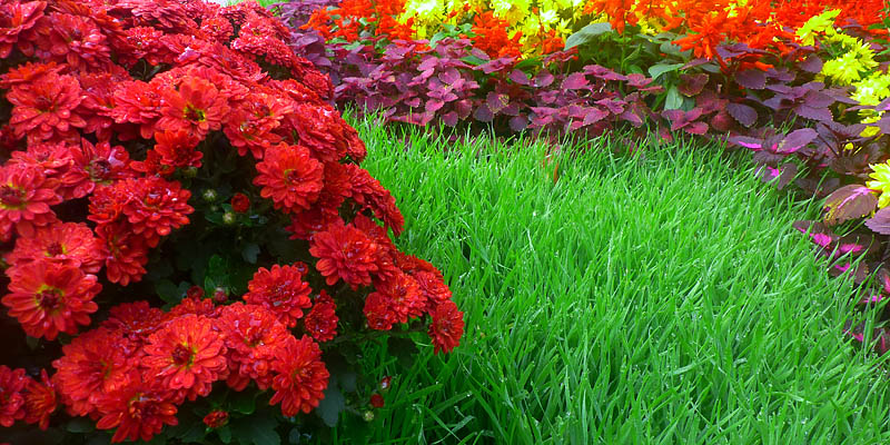 小花草