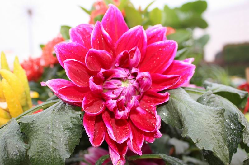 荷花