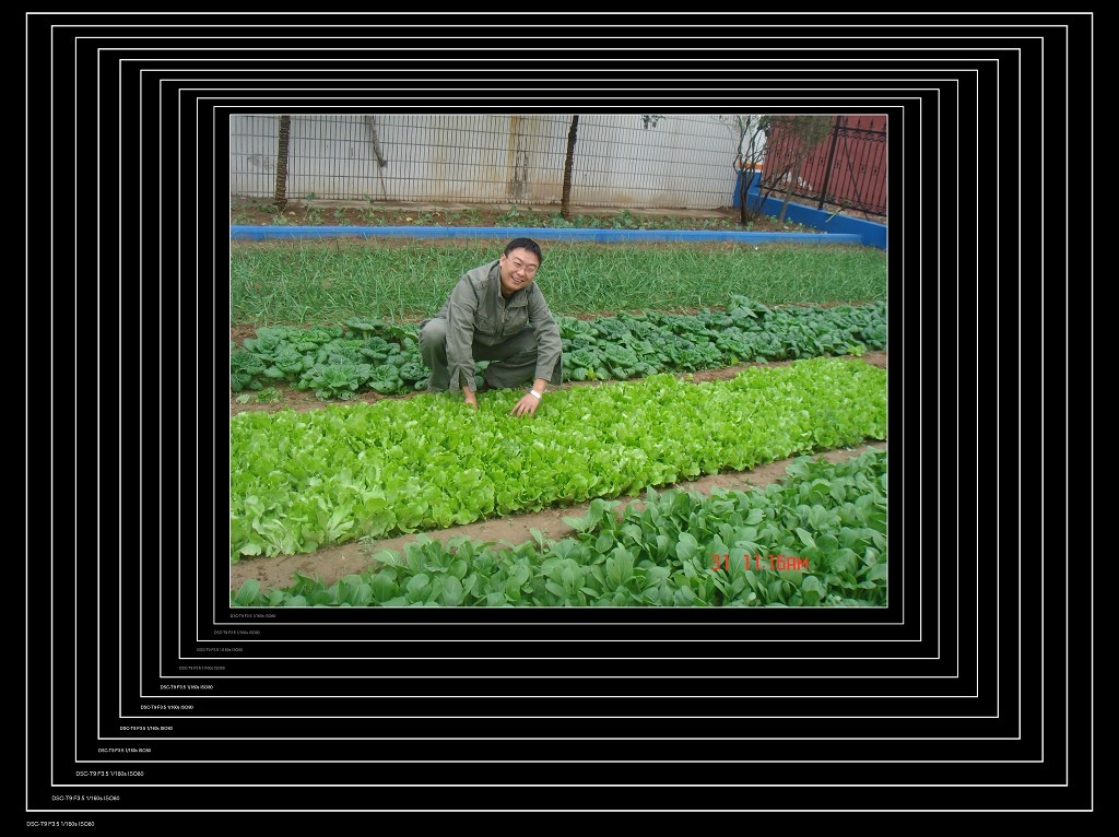 偷菜啦