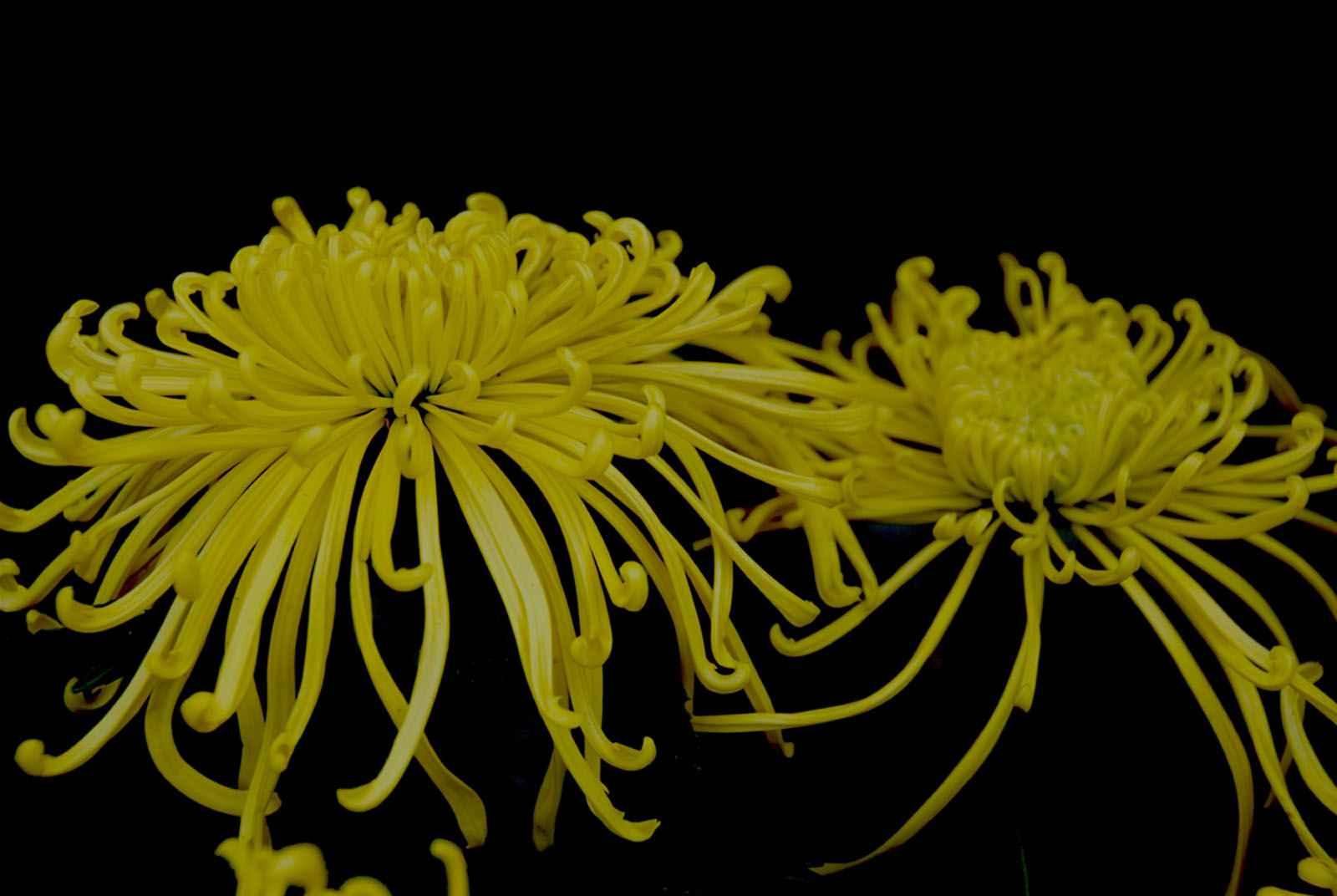 秋菊