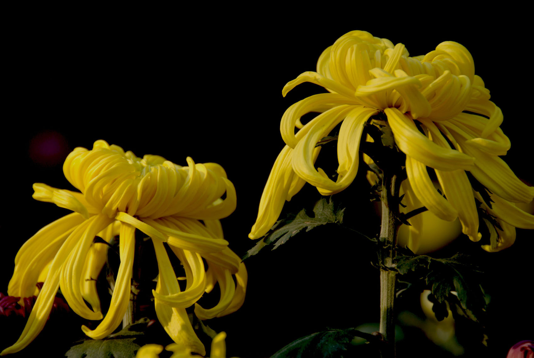 秋菊
