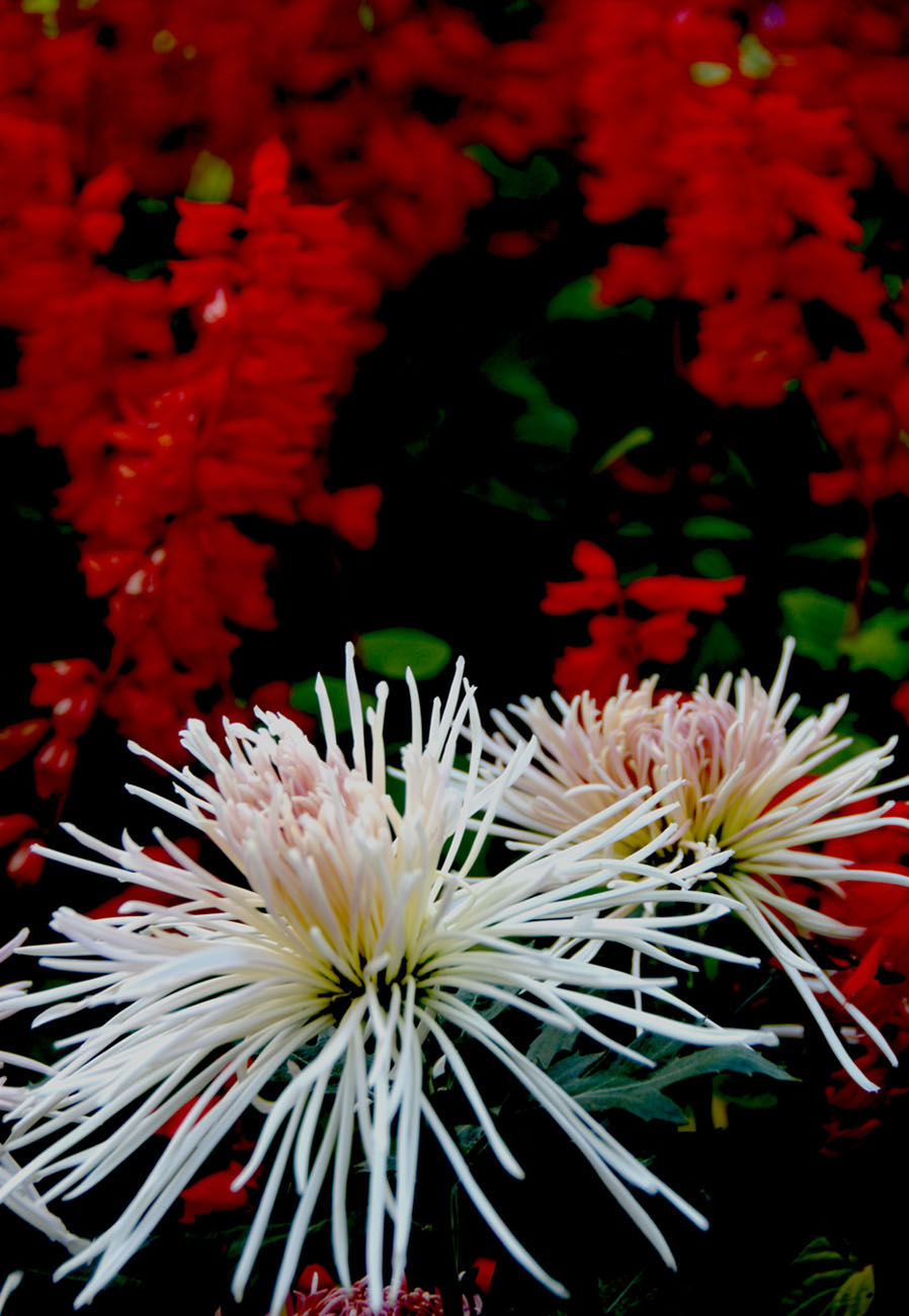 秋菊