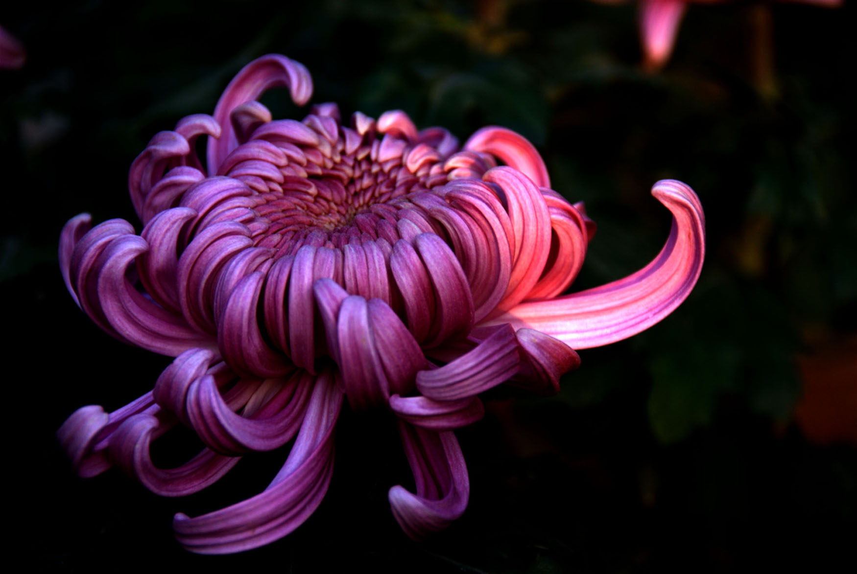 秋菊