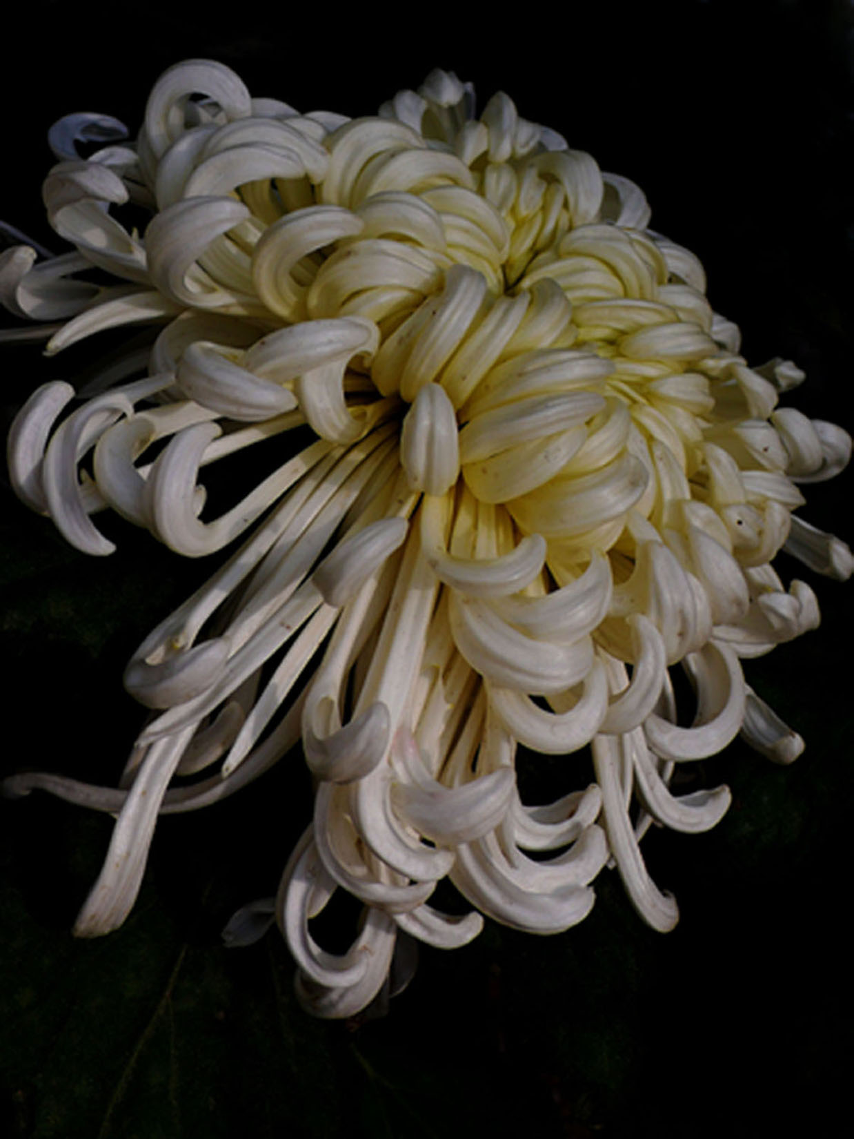 菊趣