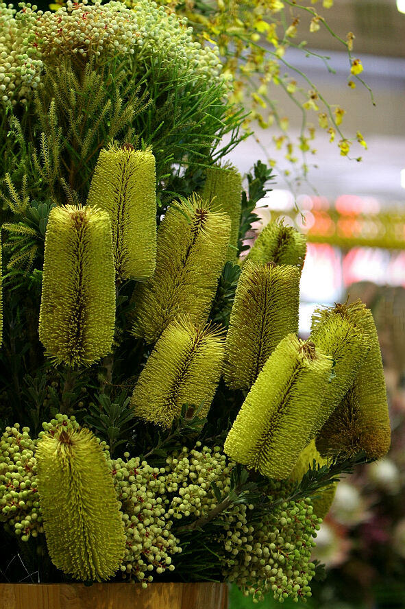 中国第七届花博会（组图）